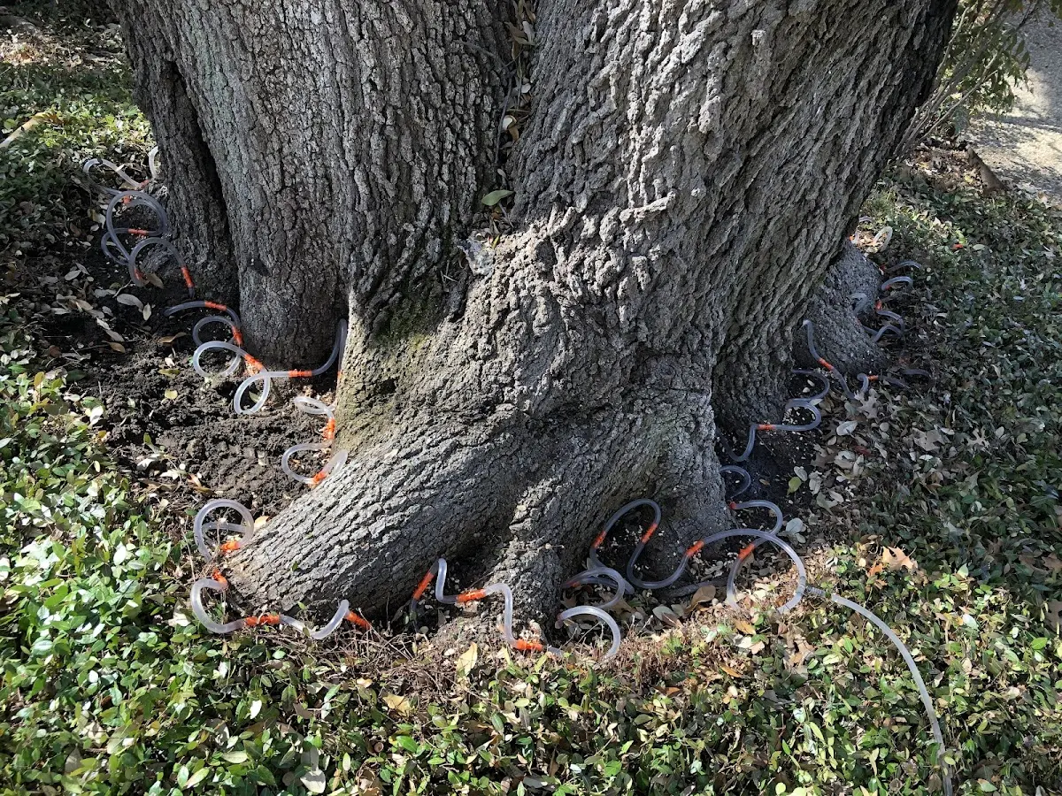 Detailed Tree Cabling and Bracing job site in Winn